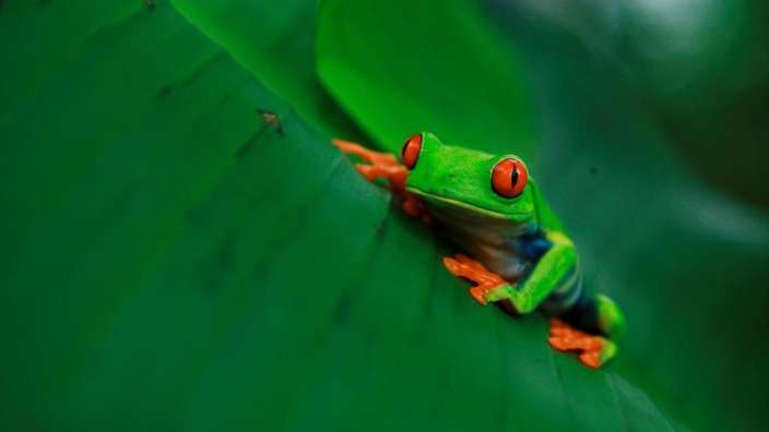 Ein grüner frosch mit roten augen sitzt auf einem grünen blatt