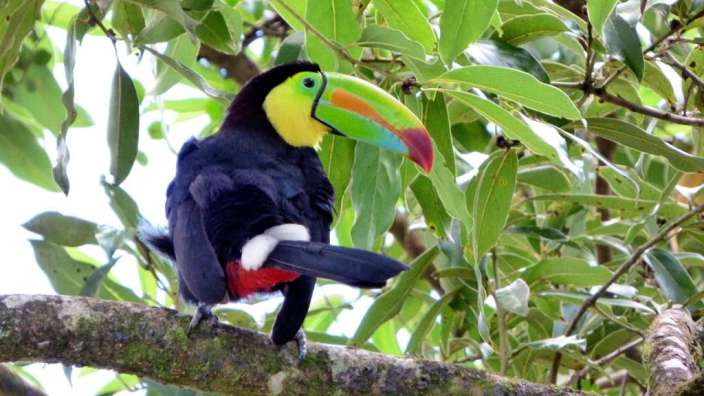 Ein Toucan sitzt auf einem Ast eines Baumes