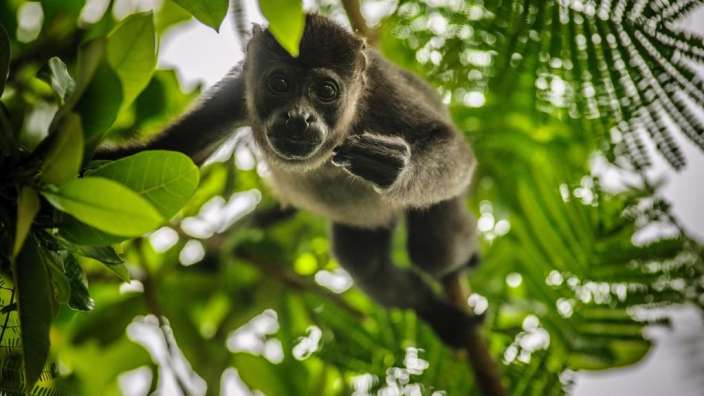 Ein Affe hängt an einem Baum und schaut in die Kamera