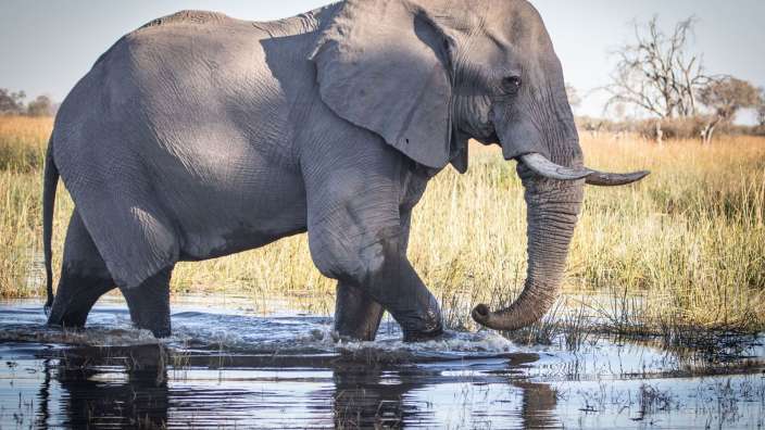 Ein großer elefant geht durch einen sumpf