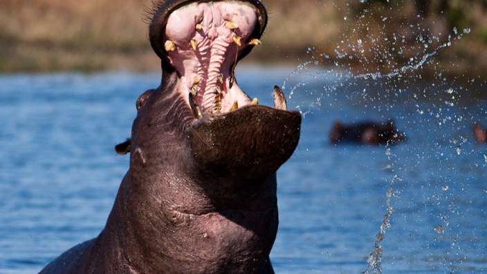 Ein Flusspferd steht im Wasser mit offenem Maul