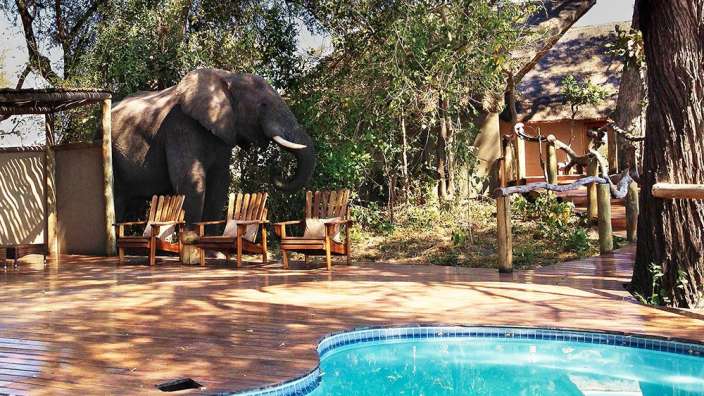 Ein großer elefant steht neben einem schwimmbad