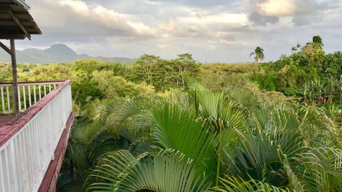 Ein Balkon mit Blick auf einen tropischen Dschungel