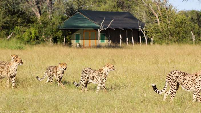 Eine Gruppe von Geparden , die in einem Feld spazieren gehen