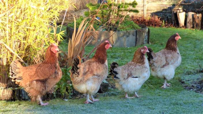 Eine Gruppe von Hühnern steht auf einem frostigen Feld