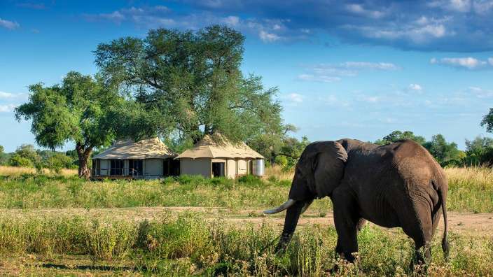 Ein Elefant steht vor einem Zelt in einem Feld
