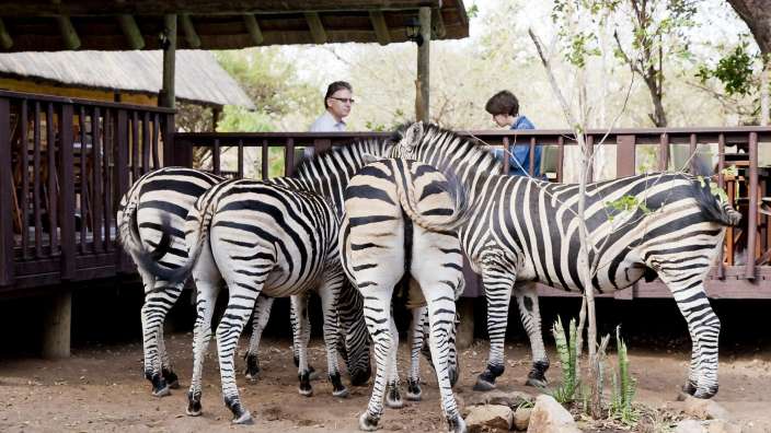 Eine Gruppe von Zebras steht vor einem Holzdeck