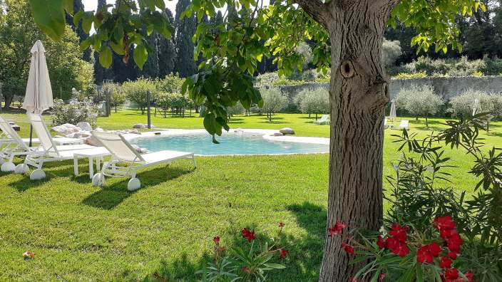 Ein großer Baum steht in der Nähe eines Pools