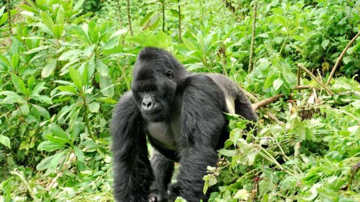 Ein großer schwarzer Gorilla steht in einem üppigen grünen Wald