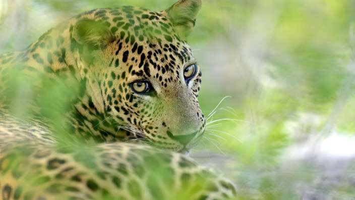 Ein Leopard liegt im Gras und schaut in die Kamera