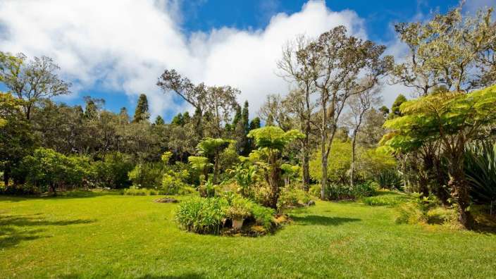 Ein grüner Park mit vielen Bäumen und Pflanzen