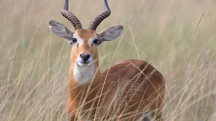 Ein Impala steht im hohen Gras und schaut in die Kamera