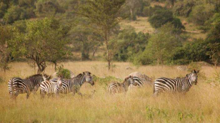 Eine Herde Zebras , die in einem Feld spazieren gehen