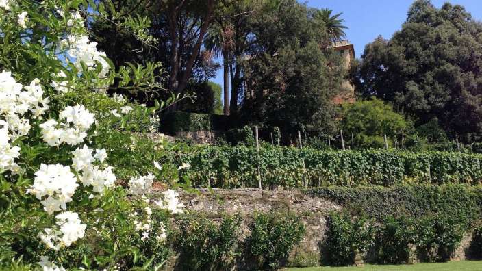 Ein üppiges grünes Feld mit weißen Blüten im Vordergrund