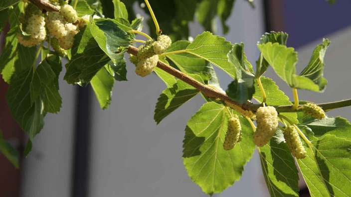 Zweig eines Baumes mit weißen Früchten und grünen Blättern