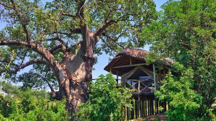 Ein Baumhaus mit einem Zelt darauf sitzt unter einem Baum