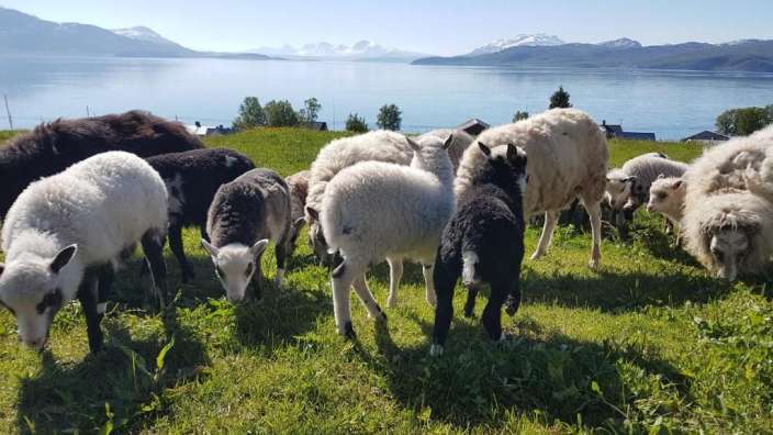 Eine Herde Schafe, die neben einem See grasen