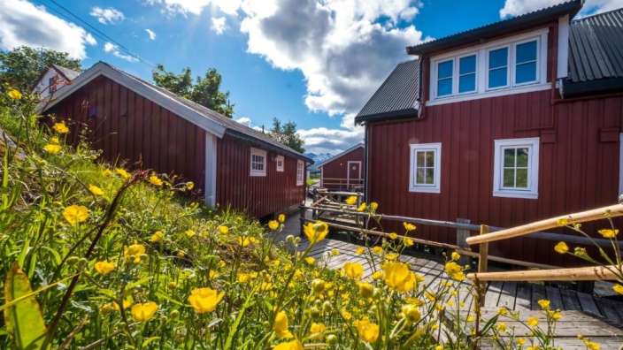 Ein Feld mit gelben Blumen vor einem roten Haus