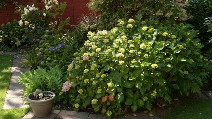 Ein Garten mit einem braunen Topf in der Mitte