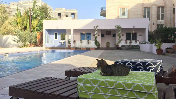 Eine Katze liegt auf einem grünen Kissen neben einem Swimmingpool