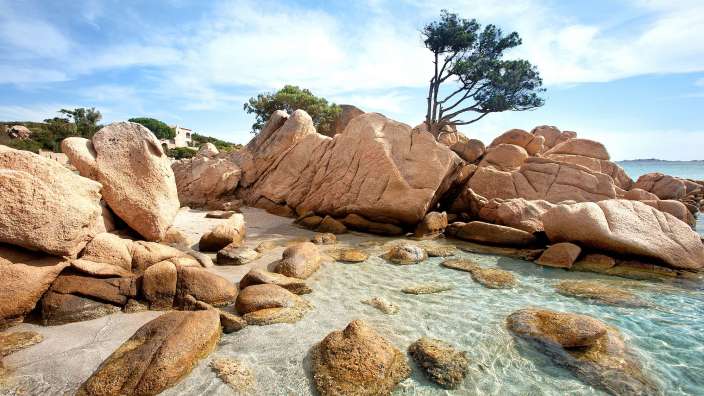 Ein Strand mit Felsen und einem Baum in der Mitte