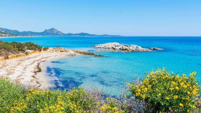 Ein Strand mit blauem Wasser und gelben Blumen im Vordergrund