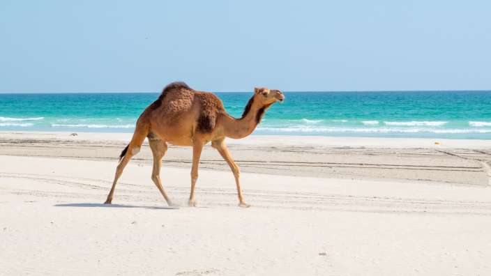Ein braunes Kamel geht am Strand entlang