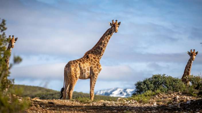 Drei Giraffen stehen auf einem Feld mit Bergen im Hintergrund
