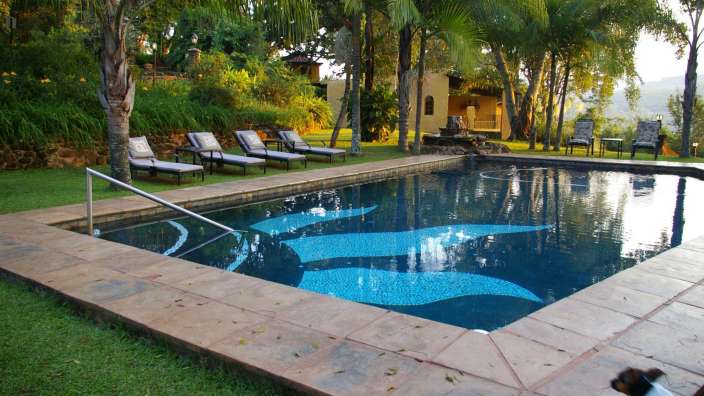 Ein Hund steht neben einem großen Swimmingpool