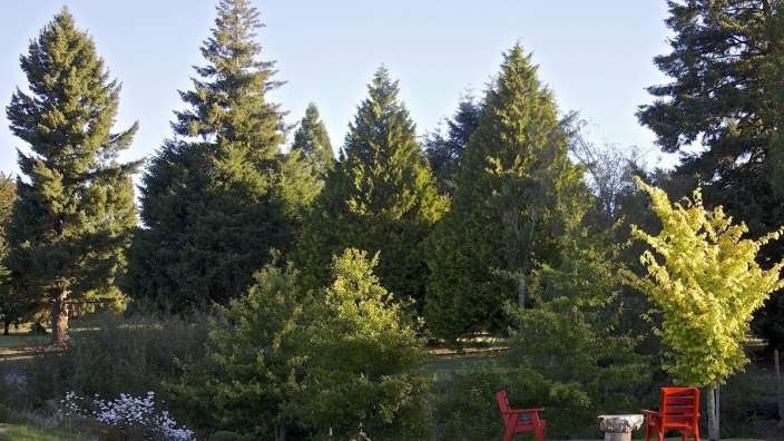 Ein roter Stuhl sitzt auf einer Wiese inmitten eines Waldes