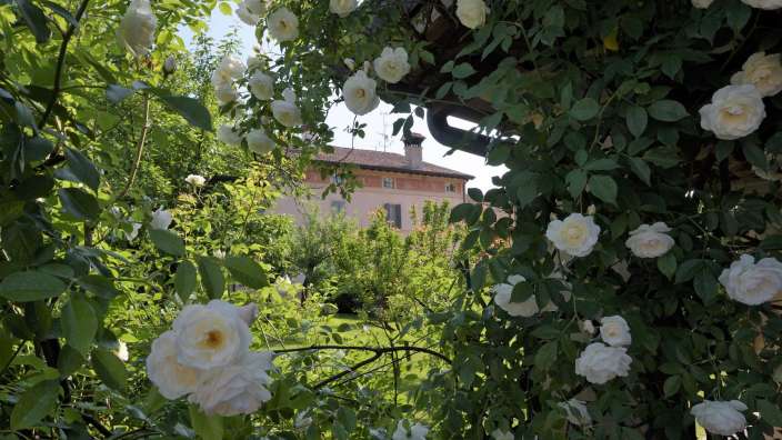 Weiße Rosen überwuchern eine Pergola vor einem Gebäude im Sonnenlicht.