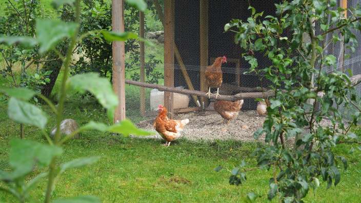 Eine Gruppe von Hühnern, die in einem Käfig stehen