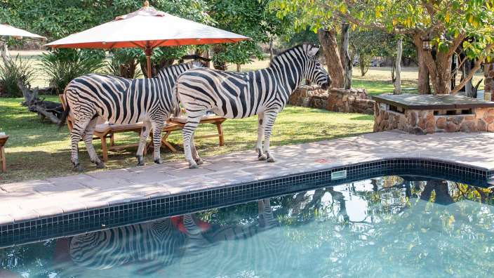 Zwei Zebras stehen neben einem Swimmingpool
