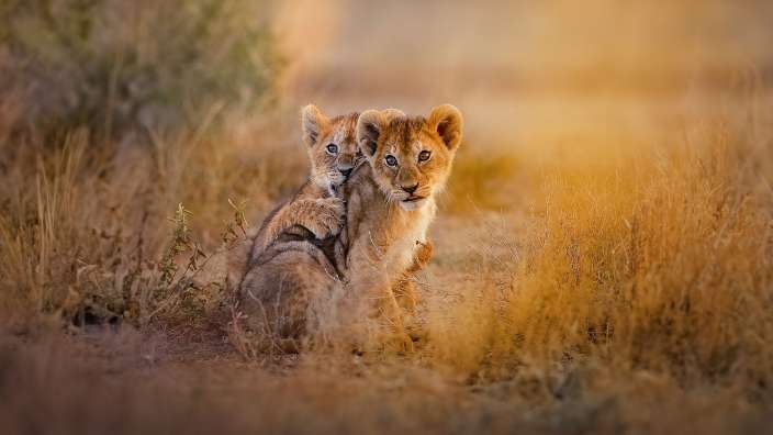 Zwei Löwenjungen sitzen nebeneinander im hohen Gras