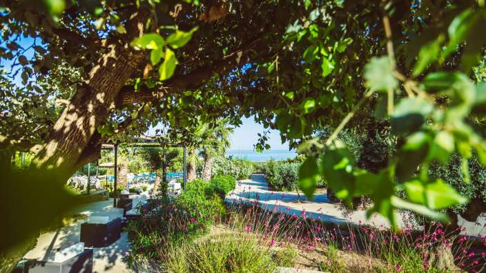 Ein Blick auf den Ozean durch die Blätter eines Baumes