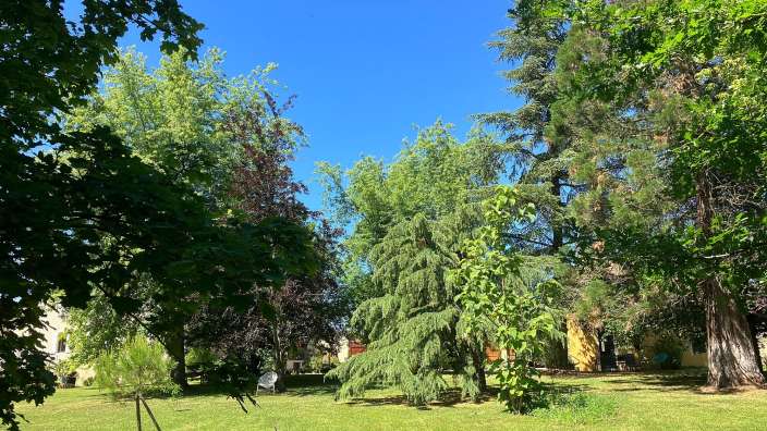 Ein Park mit vielen Bäumen und einem blauen Himmel