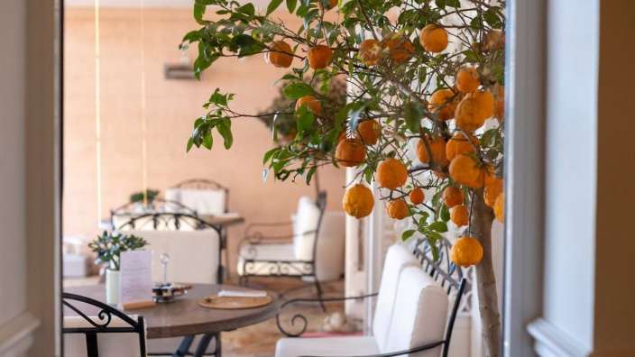 Ein Zimmer mit einem Tisch und Stühlen und einem Orangenbaum