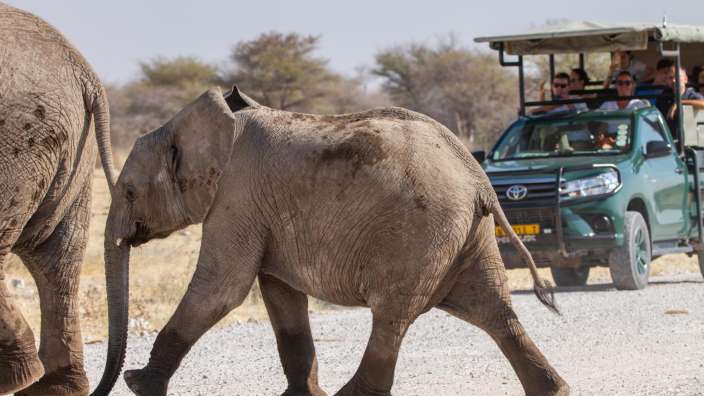 Ein Baby-Elefant geht auf einem Feldweg neben einem toyota-Truck
