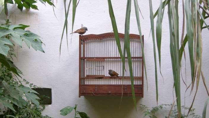 Zwei Vögel sitzen in einem Holzkäfig an einer weißen Wand