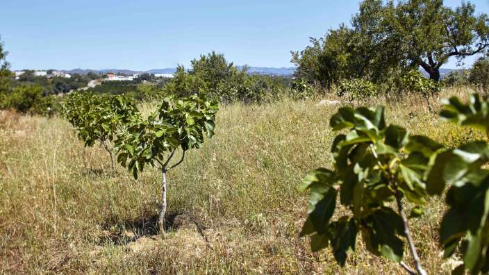 Bio-Feigenbäume