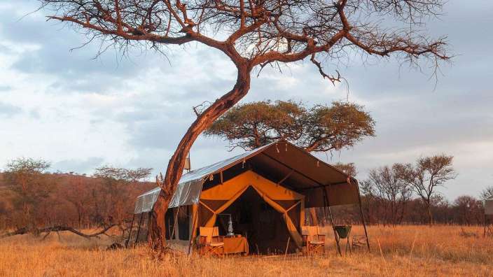 Ein Zelt sitzt unter einem Baum in einem Feld