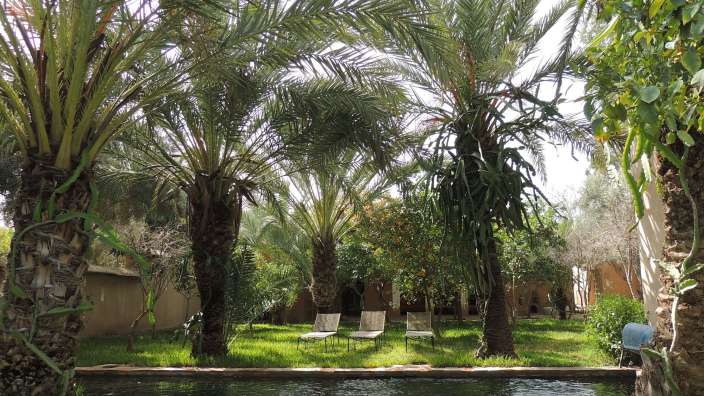 Ein großer Swimmingpool umgeben von Palmen und Stühlen