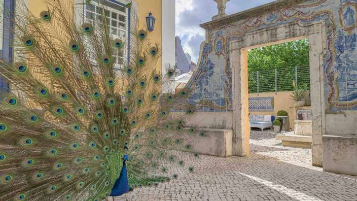 Ein Papagei zeigt seine Federn vor einem Gebäude