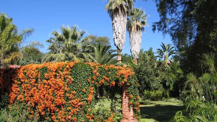 Ein Garten mit Palmen und orangefarbenen Blumen
