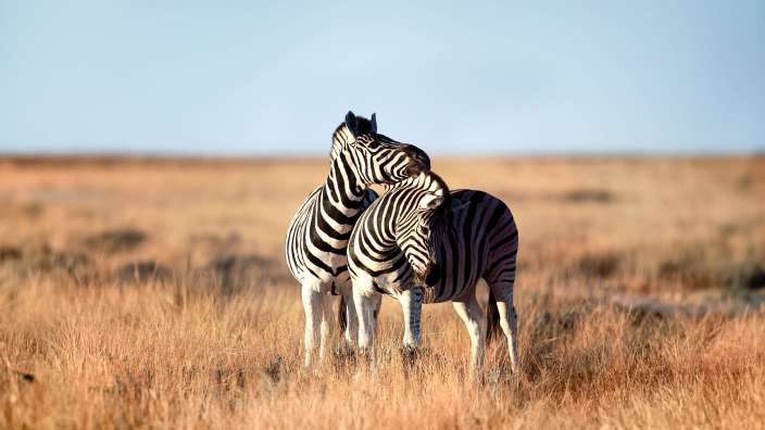 Zwei Zebras stehen nebeneinander in einem Feld