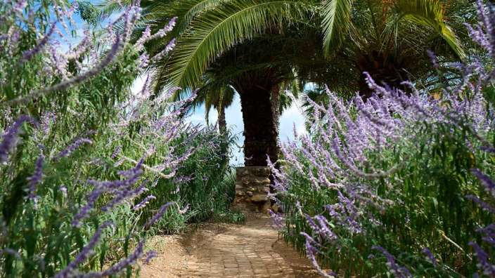 Ein Weg mit Palmen und lila Blumen an beiden Seiten