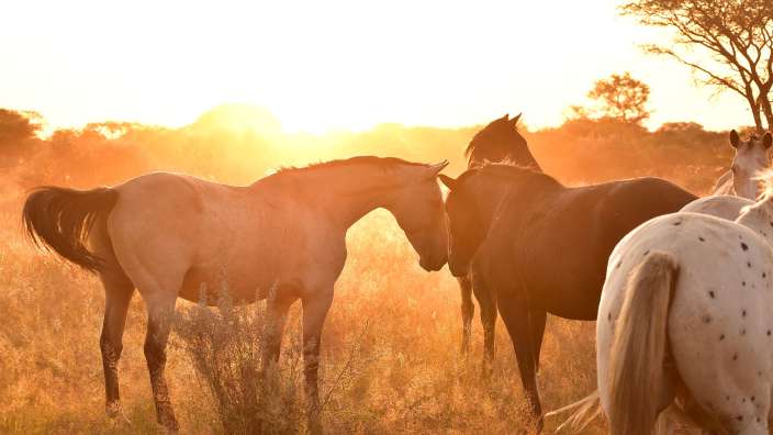 Eine Gruppe von Pferden steht in einem Feld bei Sonnenuntergang
