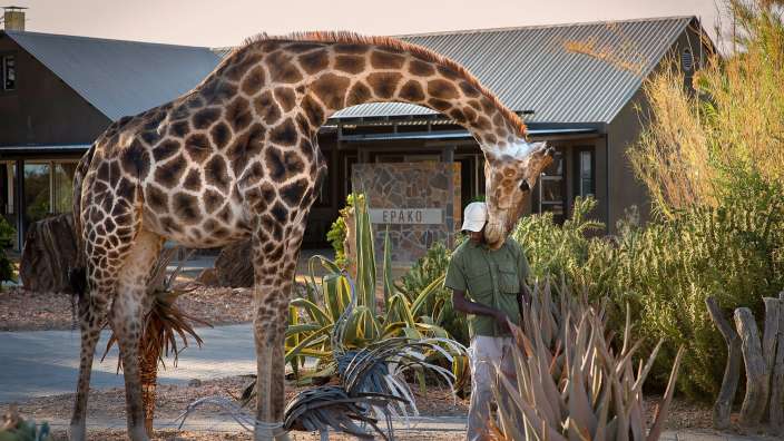 Eine giraffe steht vor einem gebäude mit dem schild frako