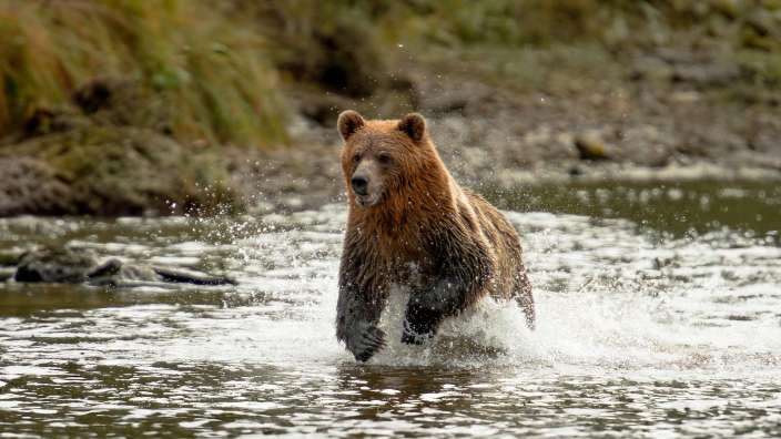 Ein Bär läuft durch einen Fluss