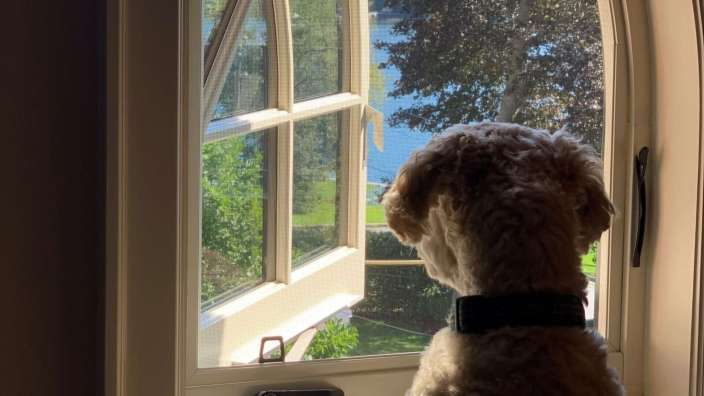 Ein Hund schaut aus einem Fenster auf einen See